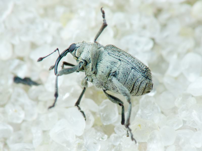 Ceutorhynchus obstrictus (complex)